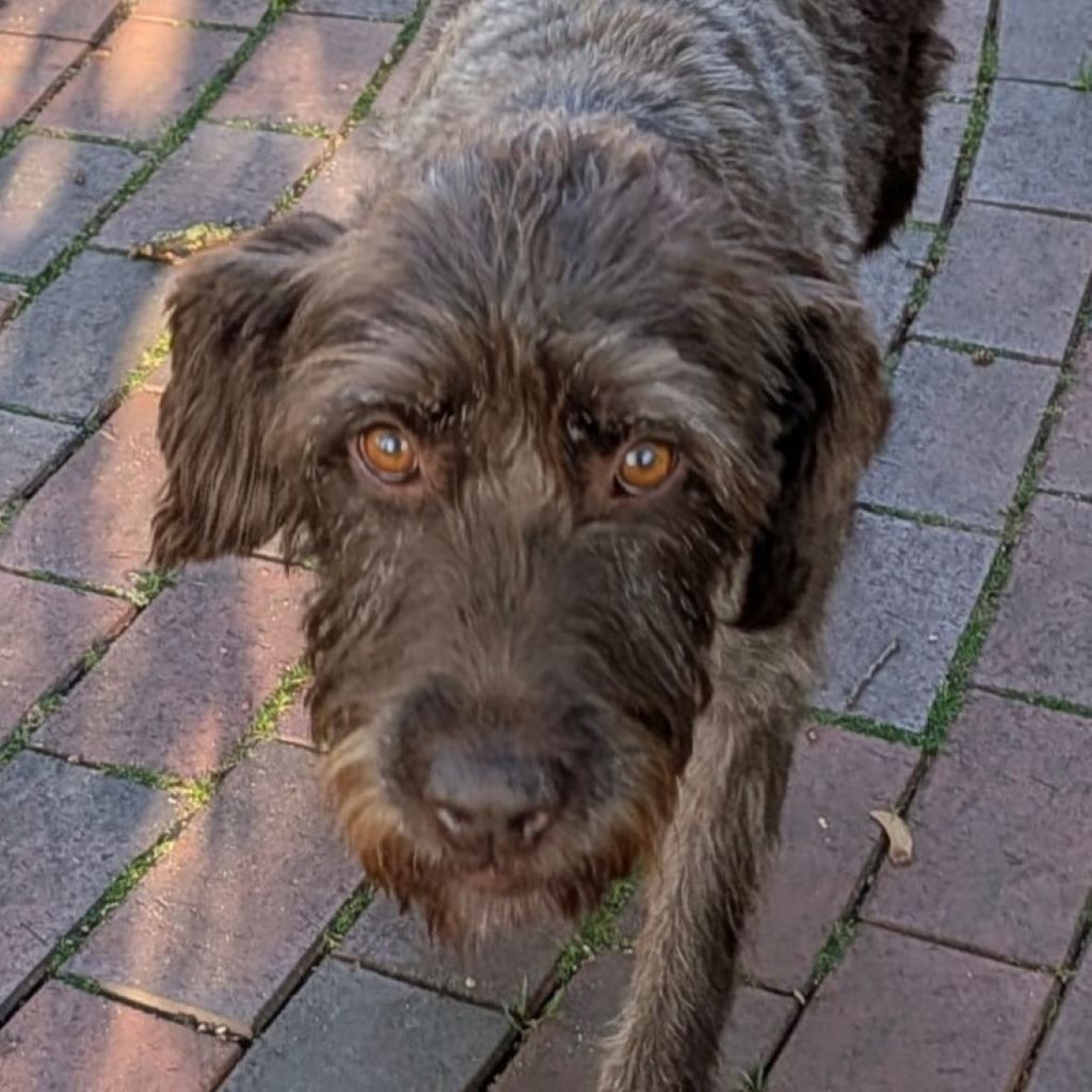 Deutsch Drahthaar Daisy, 05/2018, ca.53 cm