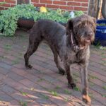 Deutsch Drahthaar Daisy, 05/2018, ca.53 cm