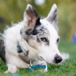 Border Collie Daniel, 01/2023, ca. 45 cm, 53945 Blankenheim