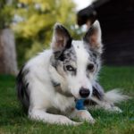 Border Collie Daniel, 01/2023, ca. 45 cm, 53945 Blankenheim
