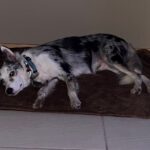 Border Collie Daniel, 01/2023, ca. 45 cm, 53945 Blankenheim