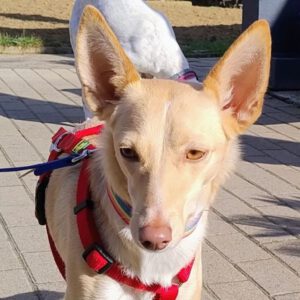 Podenco Dolly, 02/2025, ca. 42 cm, 67269 Grünstadt