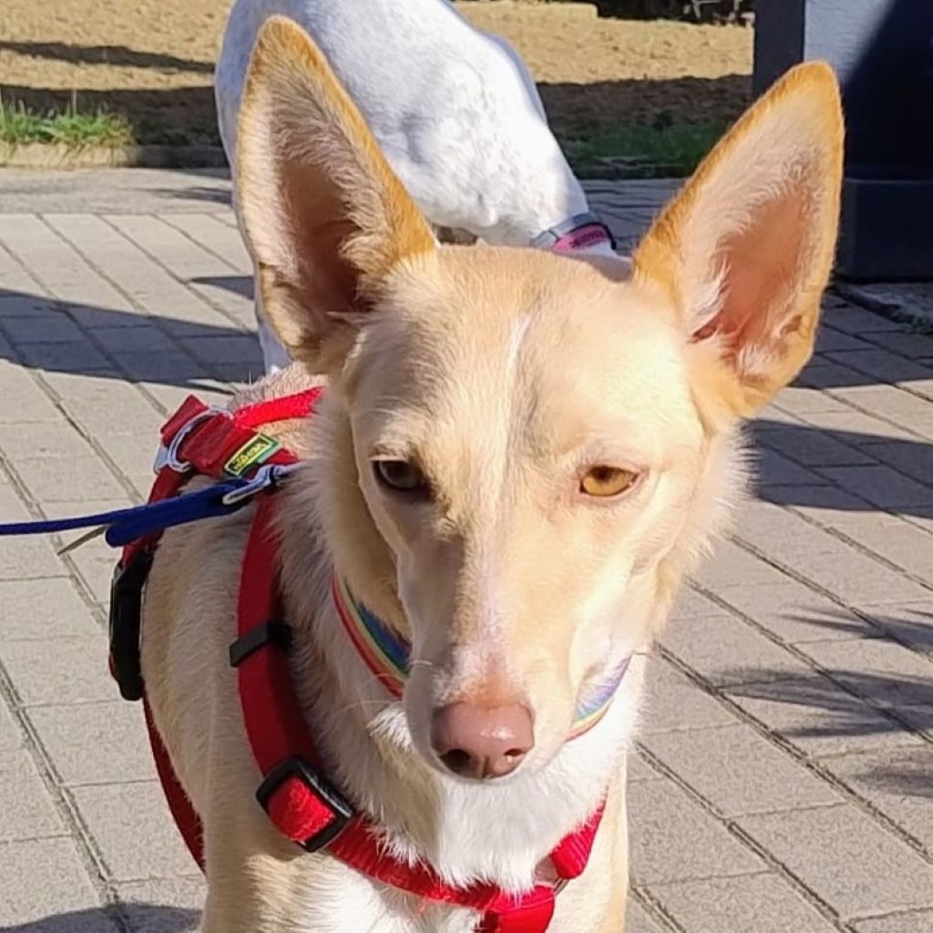 Podenco Dolly, 02/2025, ca. 42 cm, 67269 Grünstadt