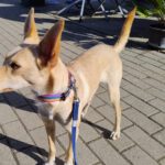Podenco Dolly, 02/2025, ca. 42 cm, 67269 Grünstadt