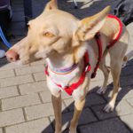 Podenco Dolly, 02/2025, ca. 42 cm, 67269 Grünstadt