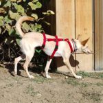 Podenco Dolly, 02/2025, ca. 42 cm, 67269 Grünstadt