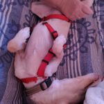 Podenco Dolly, 02/2025, ca. 42 cm, 67269 Grünstadt