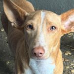 Podenco Maneto Douglas, 03/2026, Endgröße ca. 35 cm, 60385 Frankfurt