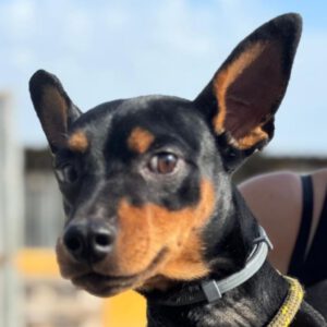 Pinscher Dylan, 07/2024, ca. 25 cm