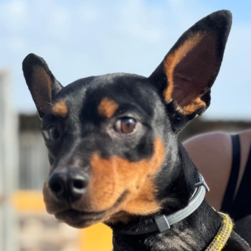 Pinscher Dylan, 07/2024, ca. 25 cm