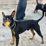 Pinscher Dylan, 07/2024, ca. 25 cm
