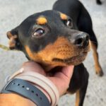 Pinscher Dylan, 07/2024, ca. 25 cm