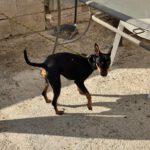 Pinscher Dylan, 07/2024, ca. 25 cm
