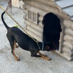 Pinscher Dylan, 07/2024, ca. 25 cm