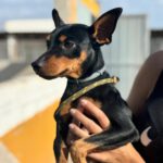 Pinscher Dylan, 07/2024, ca. 25 cm