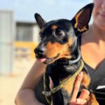 Pinscher Dylan, 07/2024, ca. 25 cm