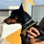 Pinscher Dylan, 07/2024, ca. 25 cm