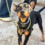 Pinscher Dylan, 07/2024, ca. 25 cm