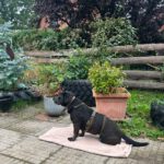 Mischling Edda, 01/2019, ca. 43 cm, 21369 Nahrendorf