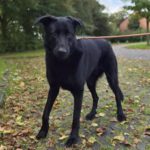 Schäferhund Mischling Edgar, 06/2021, 70 cm, 25551 Hohenlockstedt