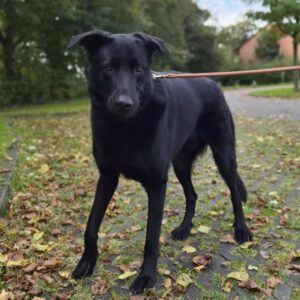 Schäferhund Mischling Edgar, 06/2021, 70 cm, 25551 Hohenlockstedt