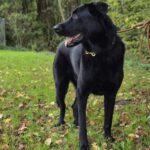 Schäferhund Mischling Edgar, 06/2021, 70 cm, 25551 Hohenlockstedt
