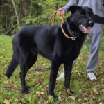 Schäferhund Mischling Edgar, 06/2021, 70 cm, 25551 Hohenlockstedt
