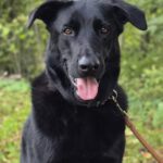 Schäferhund Mischling Edgar, 06/2021, 70 cm, 25551 Hohenlockstedt