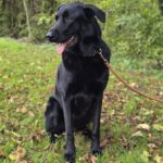 Schäferhund Mischling Edgar, 06/2021, 70 cm, 25551 Hohenlockstedt
