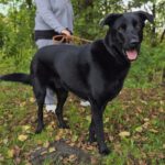 Schäferhund Mischling Edgar, 06/2021, 70 cm, 25551 Hohenlockstedt