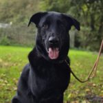 Schäferhund Mischling Edgar, 06/2021, 70 cm, 25551 Hohenlockstedt