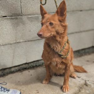 Podenco Emily, 10/2018, ca. 40 cm