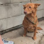 Podenco Emily, 10/2018, ca. 40 cm