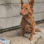 Podenco Emily, 10/2018, ca. 40 cm