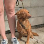 Podenco Emily, 10/2018, ca. 40 cm