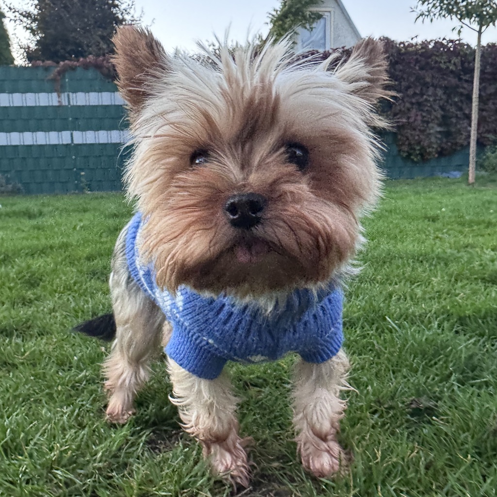 Yorkshire Terrier Estrella de Cantibrera, 09/2021, ca. 20 cm