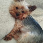 Yorkshire Terrier Estrella de Cantiberra, 09/2021, ca. 20 cm