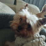 Yorkshire Terrier Estrella de Cantiberra, 09/2021, ca. 20 cm