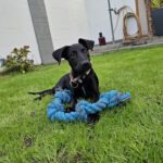 Podenco Mischling Ferrary, 05/2026, Endgröße ca. 45 cm, 50354 Hürth