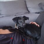 Podenco Mischling Ferrary, 05/2026, Endgröße ca. 45 cm, 50354 Hürth
