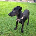 Podenco Mischling Ferrary, 05/2026, Endgröße ca. 45 cm, 50354 Hürth