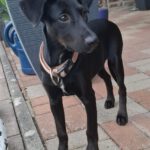 Podenco Mischling Ferrary, 05/2026, Endgröße ca. 45 cm, 50354 Hürth
