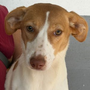 Podenco Gabirra, 05/2026, Endgröße ca. 45 cm