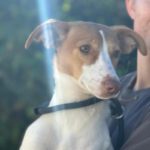 Podenco Gabirra, 05/2026, Endgröße ca. 45 cm