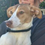 Podenco Gabirra, 05/2026, Endgröße ca. 45 cm