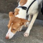 Podenco Gabirra, 05/2026, Endgröße ca. 45 cm