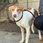 Podenco Gabirra, 05/2026, Endgröße ca. 45 cm