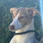 Podenco Gabirra, 05/2026, Endgröße ca. 45 cm