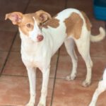 Podenco Gabirra, 05/2026, Endgröße ca. 45 cm