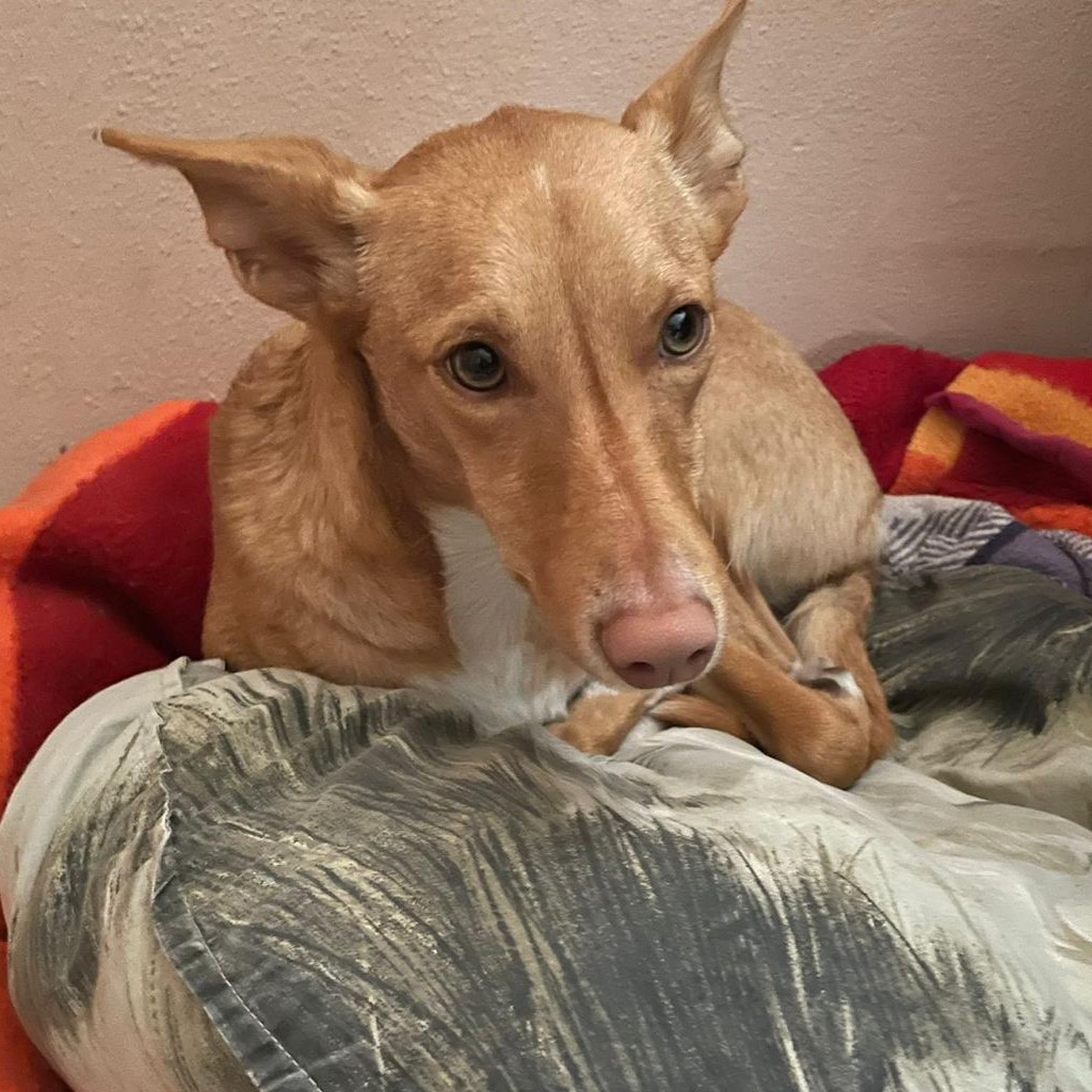 Podenco Mischling Gretchen, 10/2024, ca. 40 cm, 85777 Großeisenbach